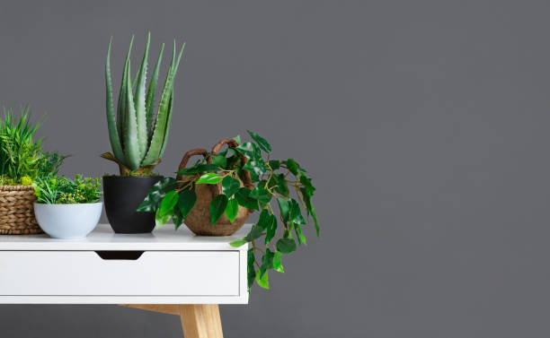 istock Stylish interior with different houseplants on grey wall 1127101368