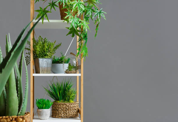 istock Wooden bookshelf with various plants over wall 1127101370