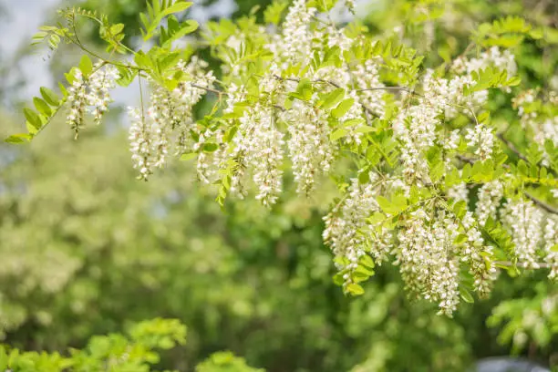 Fragrant clusters of white acacia flowers against the background of lush green foliage in spring park
