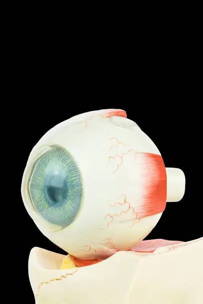 Artificial model of human eye isolated on black background. This artificial eye model is used for education in high school to learn students about biology. They learn about the human body and how our eyes work.