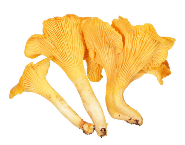 taze altın cantharellus cibarius mantar - horoz mantarı stok fotoğraflar ve resimler