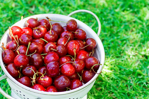 Ripe juicy organic freshly picked sweet cherries in white metal colander on green grass in garden. Summer berries fruits harvest vitamins. Clean eating vegan superfoods