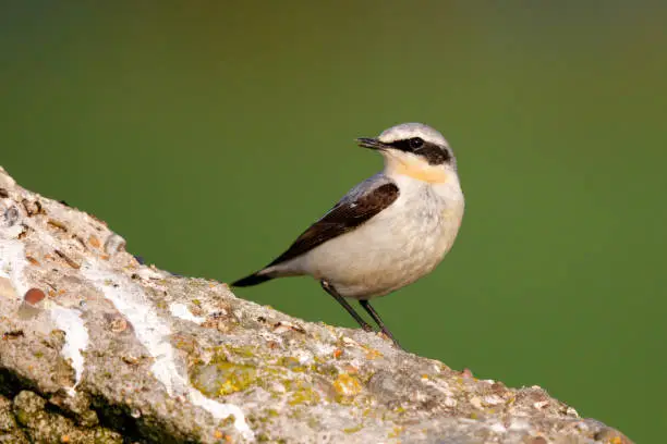 Northern Wheatear sitting on a peace of stone in the meadows in the Netherlands