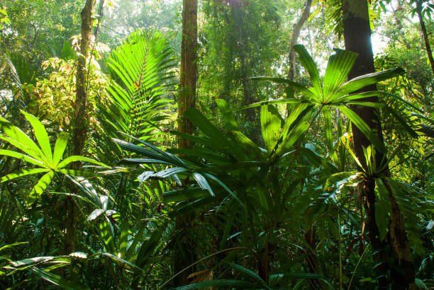 istock Beautiful sunrise shines down on peat swamp forest, fantastic light, shadow, shaped leaves and evergreen trees. 1127104612