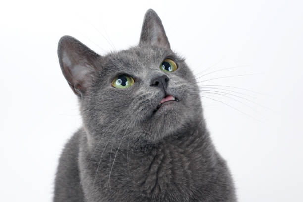 istock studio portrait of a beautiful grey cat on white background 1127104630