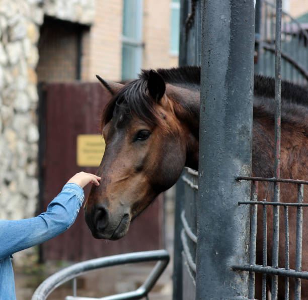 istock horse in the cage reaching for the man 1127104856
