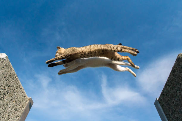 jumping cats japan jump cats cute sky cat jumping stock pictures, royalty-free photos & images