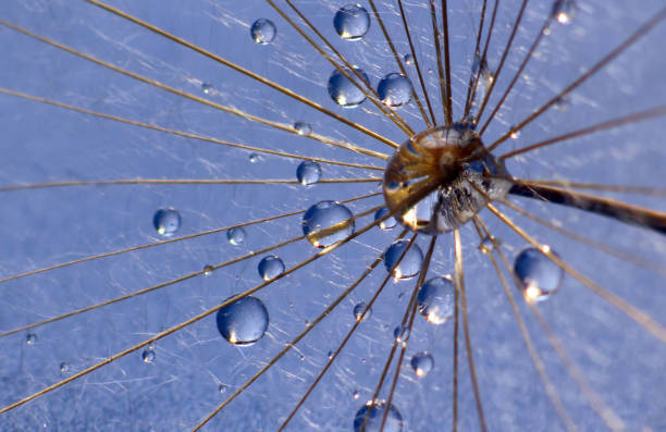 istock the water drops on a dandelion 1127105637