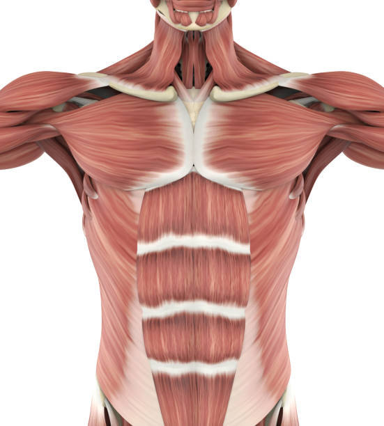 oberen vorderen muskeln anatomie - brustmuskeln stock-fotos und bilder