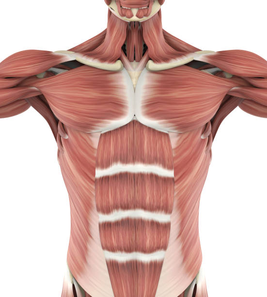 istock Upper Anterior Muscles Anatomy 1127106695