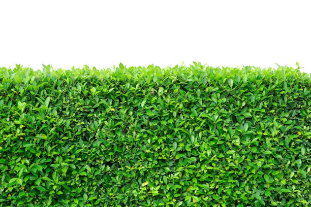 istock Green leaves wall texture for backdrop design and white space, Nature Background. 1127107534