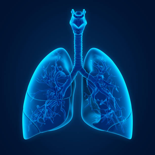istock Lungs Anatomy Illustration 1127107927