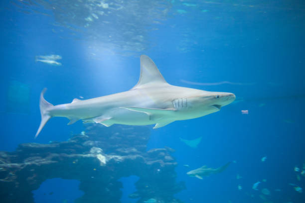 istock Nice view of big shark 1127108845