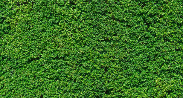 istock Green leaves wall texture for backdrop design, Nature Background. 1127110189