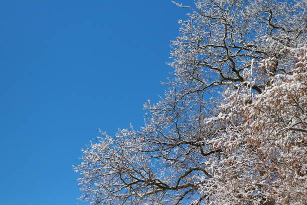 istock Snow-covered trees in winter against blue sky with copy space 1127110421