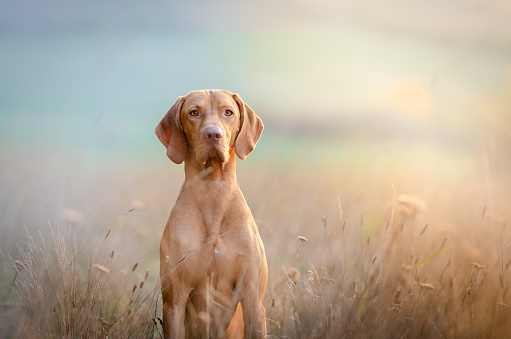Portrait ofHungarian hound pointer vizsla dog in autumn time in the field