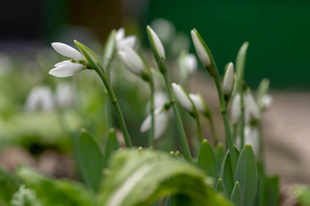istock Snowdrop flowers - Galanthus nivalis close up with selective focus. 1127110602