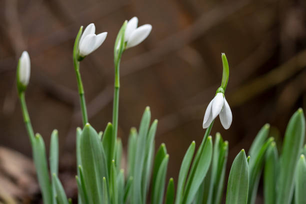 istock Snowdrop flowers - Galanthus nivalis close up with selective focus. 1127110612