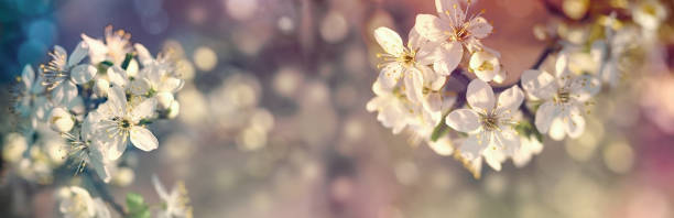 istock Branch of flowering, blossomed tree - flowering fruit tree in spring 1127111280