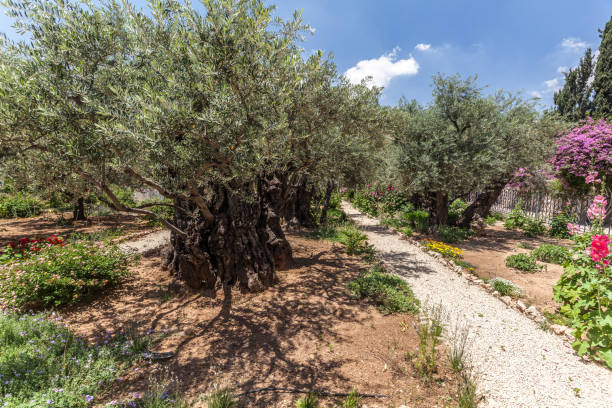 istock Nice view of garden Gethsemane 1127111744