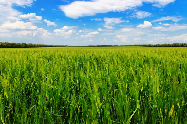 istock Spring landscape. A field of green wheat. Background image. 1127111802