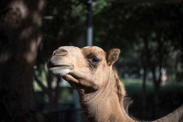 Camel Head Closeup Portrait in Desert.