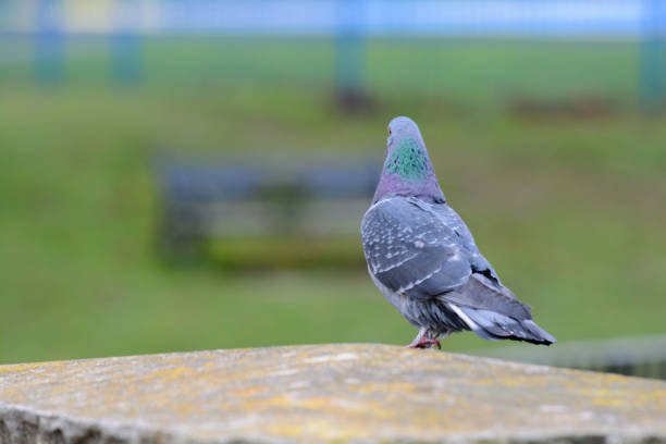 Domestic Pigeon perched on a bird feeder