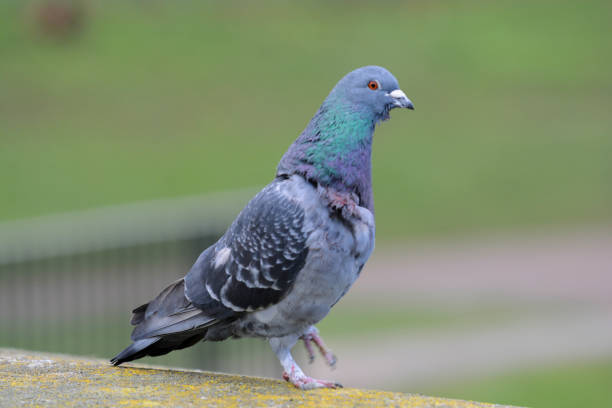 istock Pigeon  outdoors 1127112818