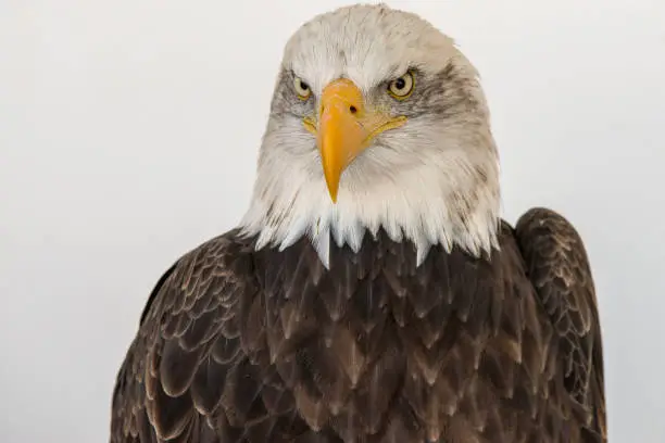 The bald eagle is a bird of prey found in North America. It forms a species pair with the white-tailed eagle. Its range includes most of Canada and Alaska, all of the contiguous United States, and northern Mexico. It is found near large bodies of open water with an abundant food supply and old-growth trees for nesting.