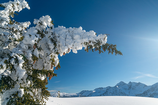 coniferous tree with cones covered in deep snow bending under heavy snow weight high up in winter alpine mountains on sunny day clear blue sky