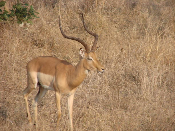 istock The Impala an African Antelope 1127114474