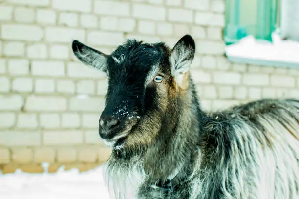 goat portrait winter snow frost farm