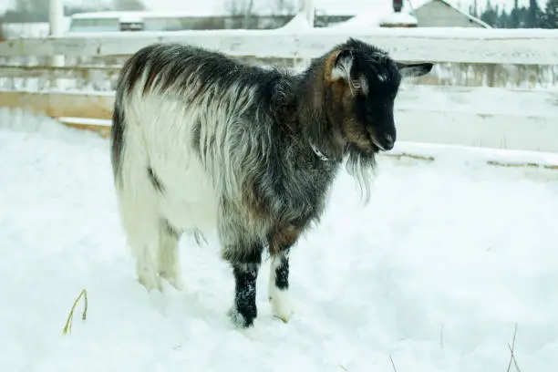 goat portrait winter snow frost farm