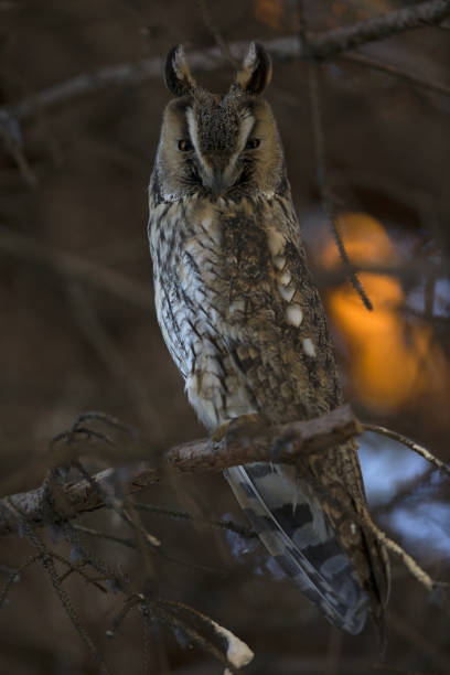 istock A long-eared owl (Asio otus) perched in the daytime in a garden in Berlin Germany. 1127114832