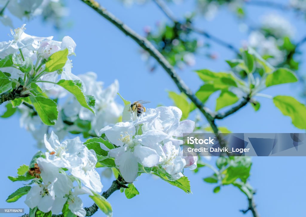 Apple flower in spring Apple flower in spring with foraging bee Affectionate Stock Photo