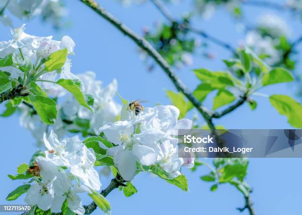 Apple Flower In Spring Stock Photo - Download Image Now - Affectionate, Apple - Fruit, Apple Blossom
