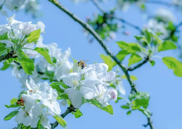 Apple flower in spring with foraging bee