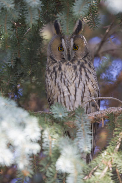 istock A long-eared owl (Asio otus) perched in the daytime in a garden in Berlin Germany. 1127115565