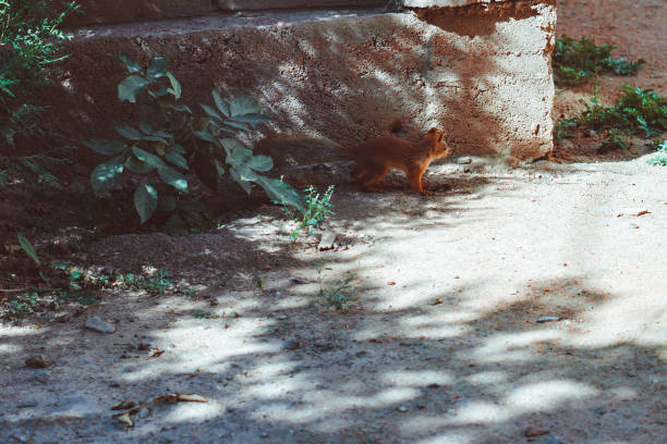 a squirrel runs across the road