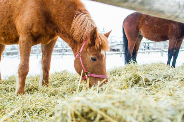 istock horses on winter farm 1127115877
