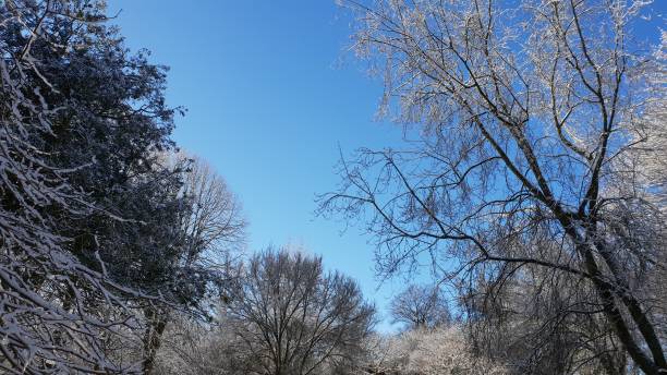 istock Snow-covered trees against blue sky with copy space 1127115881