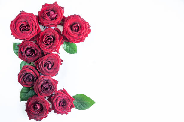 istock Flat Lay Background, flower pattern, Valentine's Day, the theme of lovers. Red roses on a white background, isolated. Space for texr 1127115956