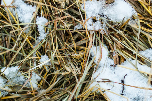 Hay rolls in a snowy field
