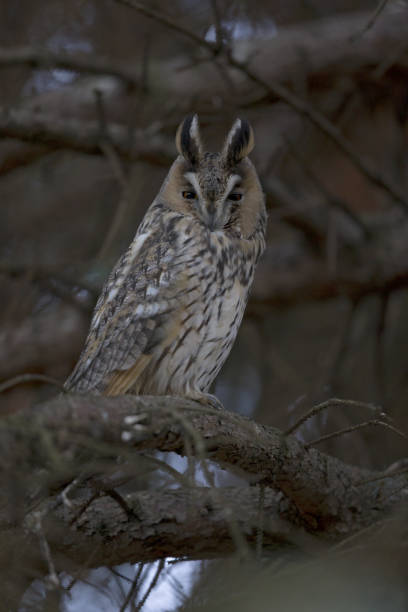 istock A long-eared owl (Asio otus) perched in the daytime in a garden in Berlin Germany. 1127116427