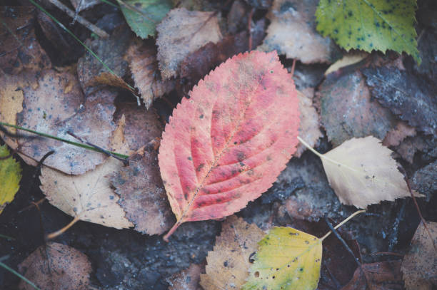 istock Bright autumn leaves. Autumn background. 1127117334