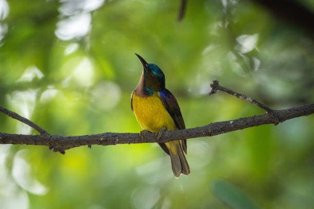 istock Male Brown-throated sunbird looking up 1127119510