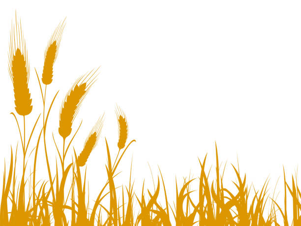 ilustracja pszenicy rolniczej do projektowania - wektor zapasów - cereal plant illustrations stock illustrations