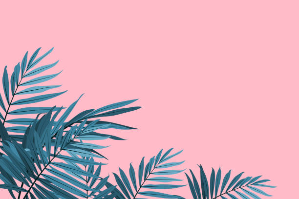 Green palm leaves on a pink background. Tropical leaves trendy background. Vector illustration Green palm fronds isolated on a pink background. Tropical leaves trendy background. Vector illustration summer backgrounds stock illustrations