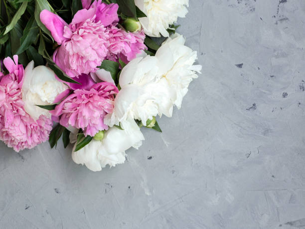 istock pink and white peonies on gray stone background, copy space for your text top view and flat lay style. 1127127850