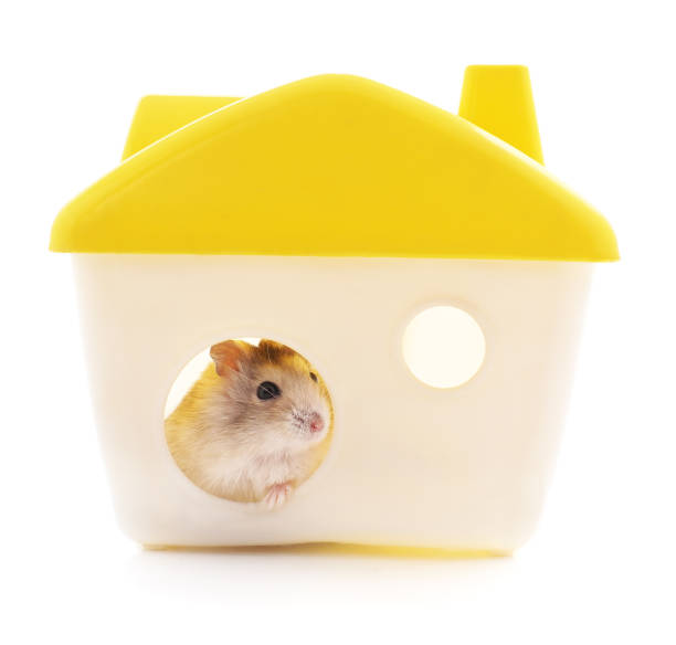 집에는 햄스터 - rodent hamster small apartment 뉴스 사진 이미지
